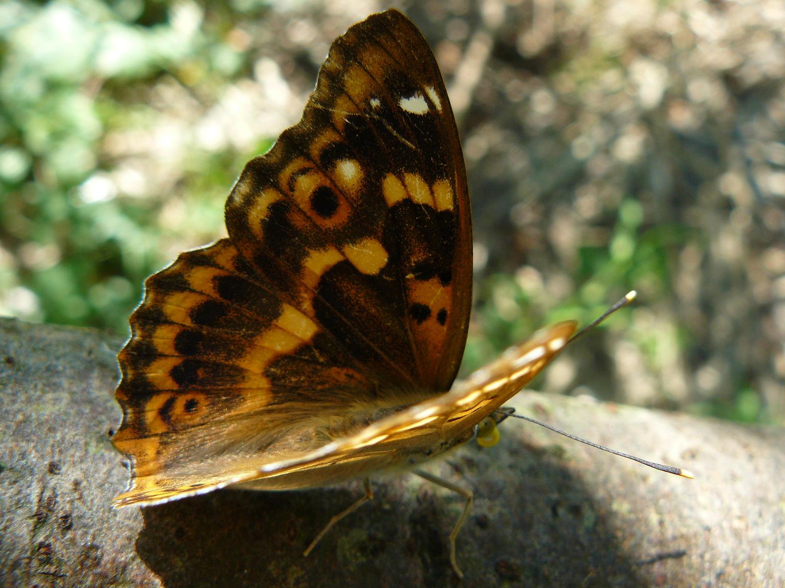 farfalle identificazione